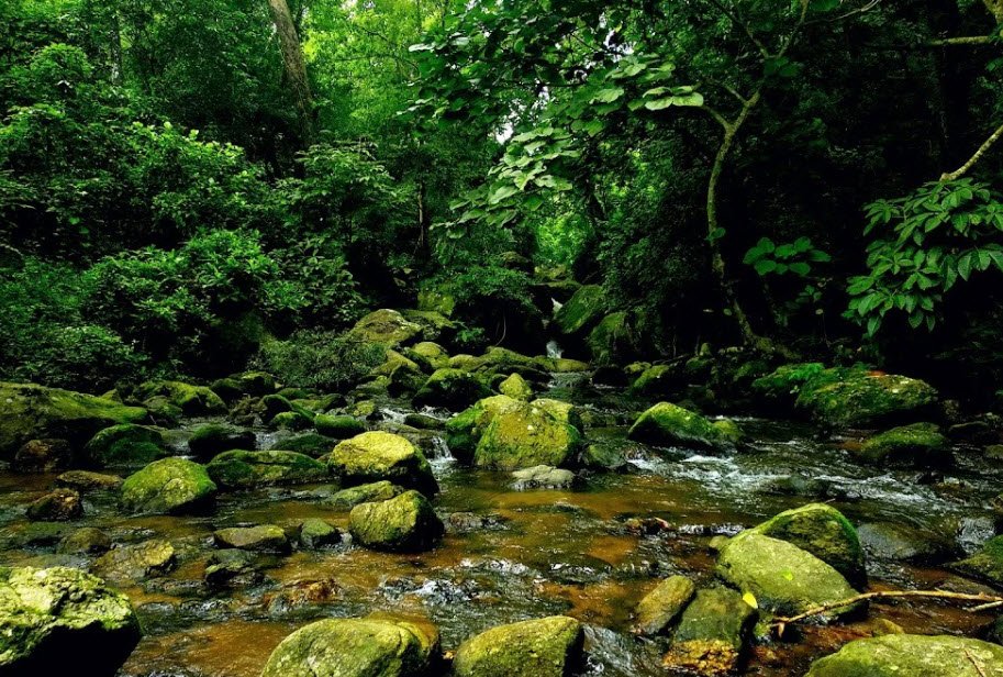 Chakrashila Wildlife Sanctuary, Kokrajhar, Assam - Vushii.com Chakrashila Wildlife Sanctuary, Kokrajhar, Assam - Vushii.com